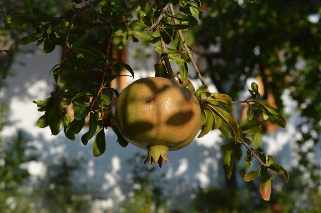 ארכאנגלוס Ktima Natura חדר תמונה